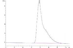 The purity of Cynomolgus CX3CL1 is greater than 95 % as determined by SEC-HPLC. (CX3CL1 Protein (AA 25-341) (His tag))