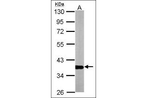 Western blot: Sample (10 µg of whole cell lysate). (GAPDH 抗体  (AA 9-323))