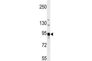 ASAH2 antibody western blot analysis in mouse bladder tissue lysate (ASAH2 抗体  (AA 734-762))