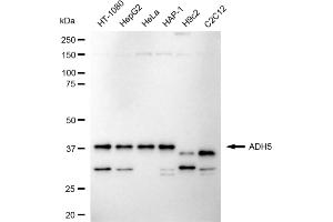 anti-Alcohol Dehydrogenase 5 (Class III), chi Polypeptide (ADH5) antibody