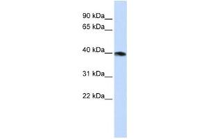 Western Blotting (WB) image for anti-Guanine Nucleotide Binding Protein (G Protein), alpha Z Polypeptide (GNaZ) antibody (ABIN2458622) (GNaZ 抗体)