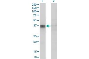 Western Blotting (WB) image for anti-F11 Receptor (F11R) (AA 1-299) antibody (ABIN565503)