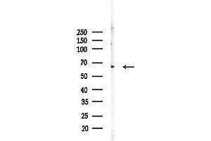 anti-Arylsulfatase H (ARSH) antibody