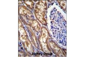 EXOC3L Antibody (C-term) (ABIN655213 and ABIN2844825) immunohistochemistry analysis in formalin fixed and paraffin embedded human kidney tissue followed by peroxidase conjugation of the secondary antibody and DAB staining. (EXOC3L1 抗体  (C-Term))