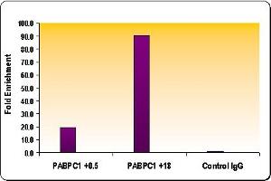 Chromatin IP: ChIP performed using HeLa Chromatin (1.