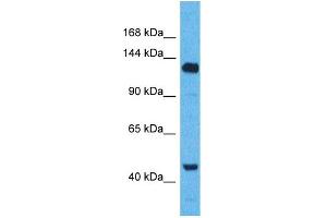 Western Blotting (WB) image for anti-WW and C2 Domain Containing 2 (WWC2) (C-Term) antibody (ABIN2774586) (WWC2 抗体  (C-Term))