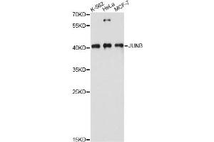 Western blot analysis of extracts of various cell lines, using JUNB antibody. (JunB 抗体)