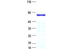 Western Blotting (WB) image for Zinc Finger Protein 20 (ZNF20) protein (His tag) (ABIN5505805)