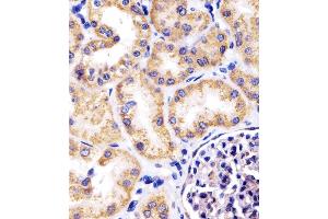(ABIN6242389 and ABIN6578670) staining Hsp60 in human kidney tissue sections by Immunohistochemistry (IHC-P - paraformaldehyde-fixed, paraffin-embedded sections). (HSPD1 抗体  (AA 340-374))