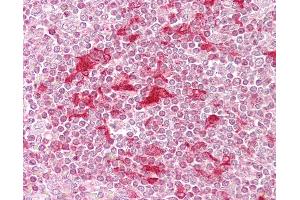Anti-ETV5 antibody IHC of human spleen. (ETV5 抗体  (AA 61-110))