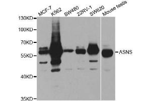 Western blot analysis of extracts of various cell lines, using ASNS antibody. (Asparagine Synthetase 抗体  (AA 262-561))