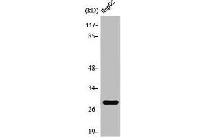 Western Blot analysis of HeLa cells using Spi-C Polyclonal Antibody (SPIC 抗体  (Internal Region))