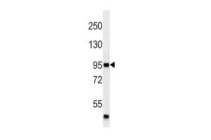 P4K3 (ABIN659123 and ABIN2843762) western blot analysis in  cell line lysates (35 μg/lane). (MAP4K3 抗体)