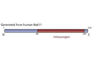 Image no. 2 for anti-RAB11A, Member RAS Oncogene Family (RAB11A) (AA 86-207) antibody (ABIN968091) (RAB11A 抗体  (AA 86-207))