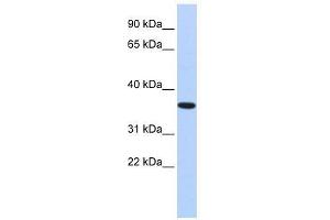 Western Blot showing CPXCR1 antibody used at a concentration of 1. (CPXCR1 抗体  (Middle Region))