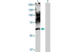 Western Blot analysis of LIMK1 expression in transfected 293T cell line by LIMK1 MaxPab polyclonal antibody. (LIM Domain Kinase 1 抗体  (AA 1-647))