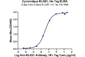 ELISA image for Kallikrein B, Plasma (Fletcher Factor) 1 (KLKB1) (AA 20-638) protein (His tag) (ABIN7275094)