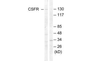 Western Blotting (WB) image for anti-Colony Stimulating Factor 1 Receptor (CSF1R) (Tyr809) antibody (ABIN1848010) (CSF1R 抗体  (Tyr809))