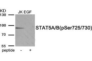Western blot analysis of extracts from Jurkat cells treated with EGF using Phospho-STAT5A/B (Ser725/730) antibody.