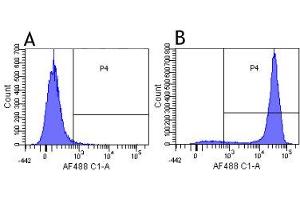 Flow-cytometry using the anti-CD52 research biosimilar antibody Campath-1G (YTH 34. (Recombinant CD52 抗体)