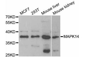 Western blot analysis of extracts of various cell lines, using MAPK14 antibody (ABIN5998182) at 1/1000 dilution. (MAPK14 抗体)