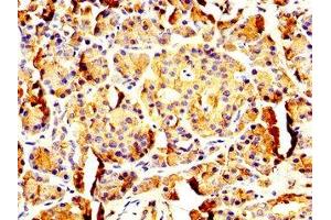 IHC image of ABIN7162579 diluted at 1:200 and staining in paraffin-embedded human pancreatic tissue performed on a Leica BondTM system. (PNLIP 抗体  (AA 60-214))