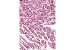 Immunohistochemistry (Formalin/PFA-fixed paraffin-embedded sections) of human liver (A) and human heart (B) tissue with GPR15 polyclonal antibody . (GPR15 抗体  (2nd Extracellular Domain))