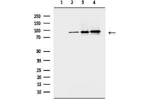 Western blot analysis of lysates from various samples, using beta Catenin Monoclonal Antibody.