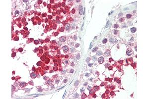 Anti-ROPN1L antibody IHC staining of human testis. (ROPN1L 抗体  (C-Term))