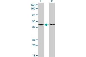 Western Blotting (WB) image for anti-KH Domain Containing, RNA Binding, Signal Transduction Associated 1 (KHDRBS1) (AA 176-275) antibody (ABIN524100)