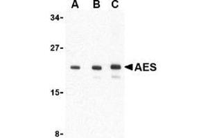 Western blot analysis of AES in 293 cell lysate with AES antibody at (A) 1, (B) 2 and (C) 4 μg/ml.