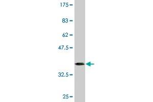 Western Blot detection against Immunogen (36. (Retinoid X Receptor beta 抗体  (AA 161-260))