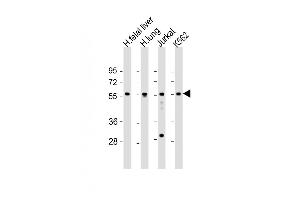 All lanes : Anti-EFS Antibody (Center) at 1:1000-1:2000 dilution Lane 1: human fetal liver lysate Lane 2: human lung lysate Lane 3: Jurkat whole cell lysate Lane 4: K562 whole cell lysate Lysates/proteins at 20 μg per lane. (EFS 抗体  (AA 367-399))