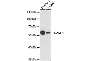 Western blot analysis of extracts of various cell lines, using NAMPT antibody (ABIN1873817) at 1:1000 dilution. (NAMPT 抗体)