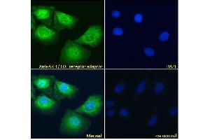 ABIN185037 Immunofluorescence analysis of paraformaldehyde fixed U2OS cells, permeabilized with 0. (LDLRAP1 抗体  (N-Term))
