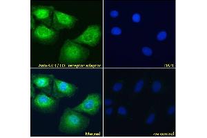 ABIN185037 Immunofluorescence analysis of paraformaldehyde fixed U2OS cells, permeabilized with 0.