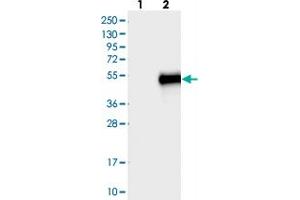 Western blot analysis of Lane 1: Negative control (vector only transfected HEK293T lysate), Lane 2: Over-expression Lysate (Co-expressed with a C-terminal myc-DDK tag (~3. (C11orf48 抗体)