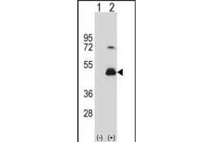 Western blot analysis of HOMER3 (arrow) using rabbit polyclonal HOMER3 Antibody (Center) (ABIN652274 and ABIN2841157).