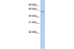 WB Suggested Anti-CPNE4 Antibody Titration: 0. (Copine IV 抗体  (N-Term))