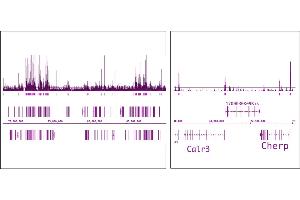 OGT/O-GlcNAc transferase (pAb) tested by ChIP-Seq. (OGT 抗体  (N-Term))