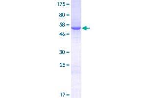 Image no. 1 for Lactamase, beta 2 (LACTB2) (AA 1-288) protein (GST tag) (ABIN1309106) (LACTB2 Protein (AA 1-288) (GST tag))