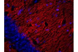 Indirect immunofluorescence labeling of a PFA fixed mouse hippocampus section (dilution 1 : 200; red). (Synaptogyrin 1 抗体  (AA 220-234))