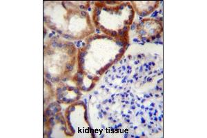 STARD4 Antibody (N-term) (ABIN656728 and ABIN2845952) immunohistochemistry analysis in formalin fixed and paraffin embedded human kidney tissue followed by peroxidase conjugation of the secondary antibody and DAB staining. (STARD4 抗体  (N-Term))