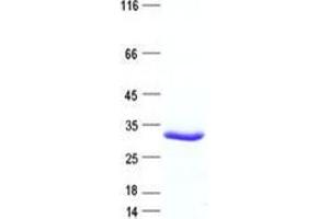 Validation with Western Blot (Glycogenin 1 Protein (GYG1) (His tag))