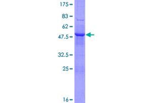 PSG11 Protein (AA 1-219) (GST tag)