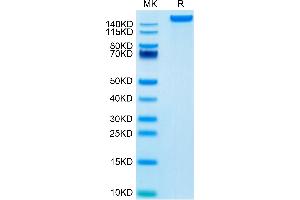 LY75/DEC-205 Protein (AA 28-1667) (His tag)