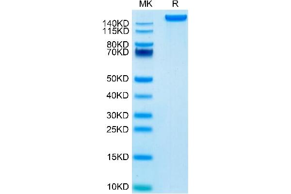 LY75/DEC-205 Protein (AA 28-1667) (His tag)