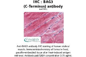 Image no. 2 for anti-BCL2-Associated Athanogene 3 (BAG3) (C-Term) antibody (ABIN1732194) (BAG3 抗体  (C-Term))