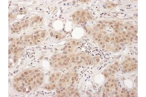 Immunohistochemistry (IHC) image for anti-Endothelial Differentiation Related Factor 1 (EDF1) (AA 98-148) antibody (ABIN7455005) (EDF1 抗体  (AA 98-148))