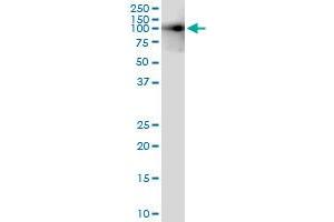 Immunoprecipitation of MLL5 transfected lysate using anti-MLL5 MaxPab rabbit polyclonal antibody and Protein A Magnetic Bead , and immunoblotted with MLL5 purified MaxPab mouse polyclonal antibody (B01P) .